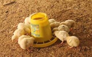 Как сделать кормушку цыплятам из пластиковой бутылки
